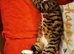 BENGAL CROSS MALE CAT