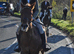 Texas &ndash; 14hh 13yo Mare &ndash; Fun, Brave & Full of Potential  Based Wickford Essex
