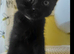 Gorgeous black kitty