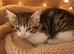 3 Kittens Ready To Leave