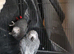 Male and female African grey for sale