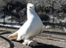 Hand tamed 2 doves and 1 crested