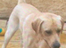 9 week old female puppy