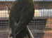 Kakariki