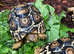 Leopard Tortoises- stunning babies