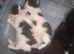 British Shorthair cross kittens
