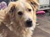 Gorgeous Rolo