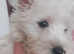 Westie male puppy