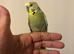 Semi tame budgie