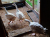 Enbdem geese