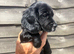Cocker spaniel pups for sale