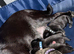 Beautiful frug puppies intime for Christmas