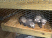 Micro ferrets