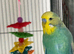 Budgies & set up