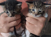5 Bengal cross kittens