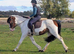 15.2h 4yr old gelding