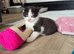 2 black and white female kittens