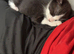 Kitten for sale