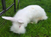 Beautiful Continental Giant x Lion Lop