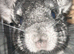 2 chinchillas