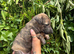 Deerhound X Greyhound