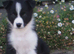 Top Quality Border Collie Pups
