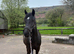 Registered New Forest Mare - Companion / Broadmare