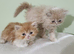 Pure Persian kittens for sale