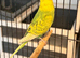 Young Indoor-Raised Budgies — perfect pets Cheshire