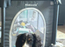 13 month old cocker spaniel