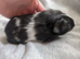 Black and white Roan guinea pig sow