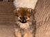Female sable Pomeranian puppy