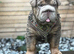 Beautiful English bulldog pup