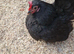 2 Serama Hens £80 for pair