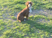 At Stud Pedigree RED Working Cocker Spaniel IRISH IMPORT