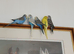 Baby budgies