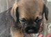 KC Registered SLEM Clear Border Terrier puppies