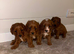 Beautiful Red F1 Cavapoo Puppies
