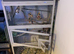 3 budgies and indoor avairy