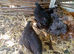 beautiful trio of black pekins