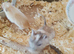 Male and female gerbil
