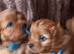 F1b cavapoo puppies