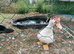 Muscovy ducks