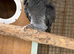 Proven breeding of Timneh greys