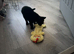 Black Kitten