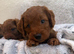 ️RED cockerpoo puppies️