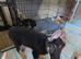 3 German Shepherd Girls Looking for Their Forever Homes