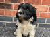 Cavapoo