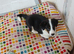 Jack Russell Puppy