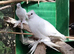Uzbek pigeons for sale